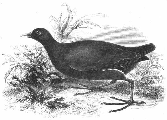Moor Hen (Gallinula chloropus)