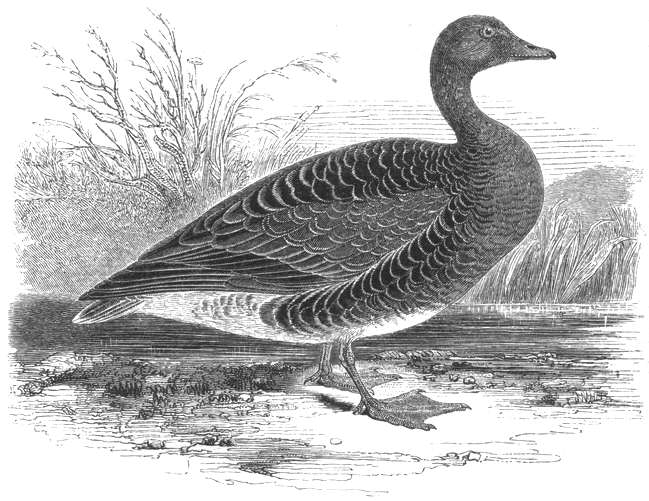 Pink-footed Goose (Anser brachyrhynchus) 