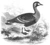 Red-Brested Goose
