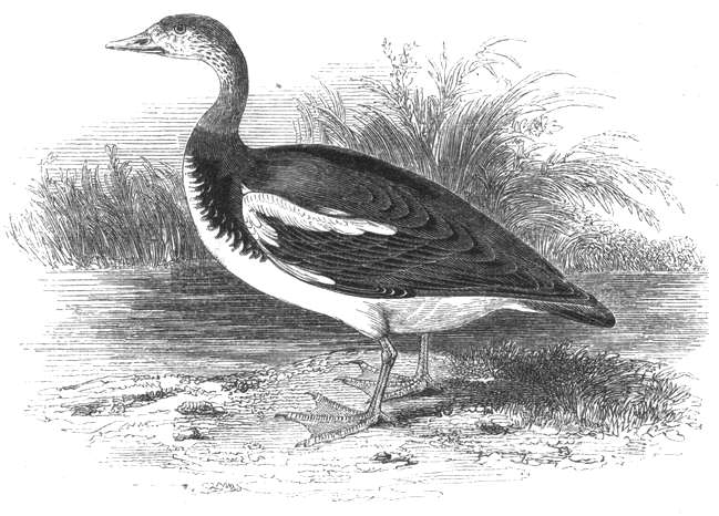 Spur-winged Goose (Plectropterus gambensis)