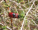 Poplar Leaf Beetles mating (1 of 3) 