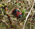Poplar Leaf Beetles mating (3 of 3) 