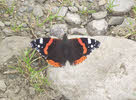 Red Admiral in Lakes (1 of 3)