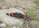Red Admiral in Lakes (2 of 3)