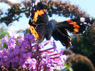 Red Admiral, Staffordshire (1 of 4)