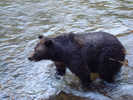 Grizzly Bear in River (1)