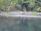 Grizzly Bear in River (2)