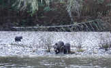 Three Grizzly Bears on River Bank 