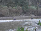 Grizzly Bears in River