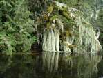 Moss Covered Tree over water in Great Bear Forest 