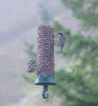 Coal Tits on Whinlatter Feeder 