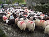Sheep at Gatesgarth Farm