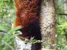 Red Panda (8)