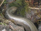 Slow Worm Picture Gallery
