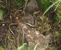 Slow Worm in the rocks (2 of 2) 