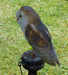 Barn Owl 4 of 5