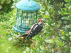 Greater Spotted Woodpecker on Feeder