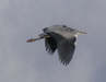 Grey Heron in flight (1)
