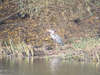 Grey Heron on river bank (3) 