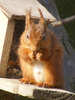 Red Squirrel seen in Buttermere (2 of 8)
