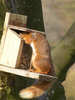 Red Squirrel seen in Buttermere (4 of 8)