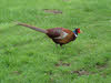 Male Pheasant seen from side