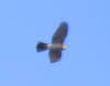 Male Sparrowhawk in Flight (2 of 2)