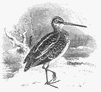 Woodcuts from A History of British Birds by William Yarrell, 1860